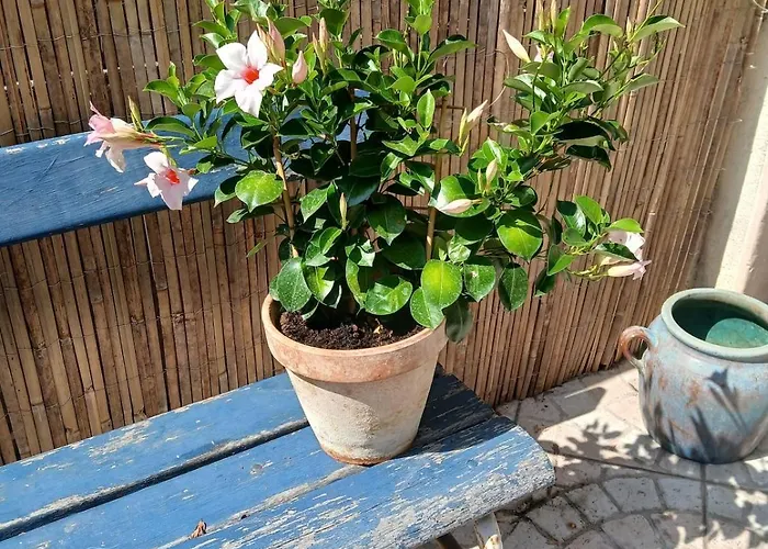 Maison Charlotte * Montcuq